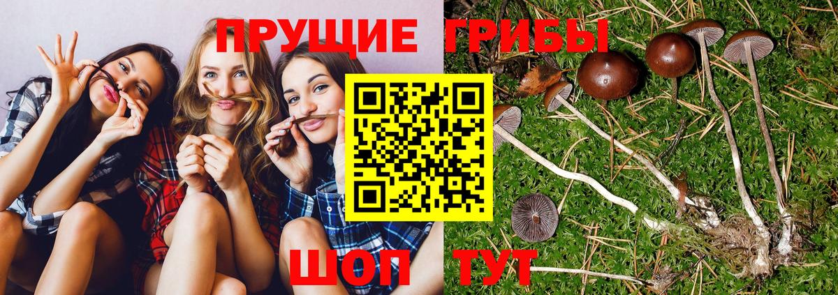Галлюциногенные грибы ЛСД Кудрово